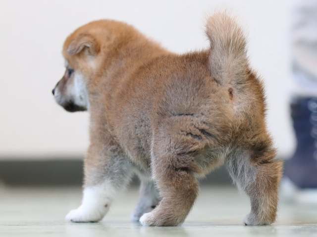 AI5I3111-3402puppy AI5I3111-3402puppy
