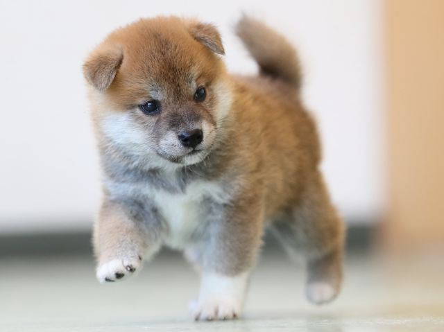 AI5I3127-3402puppy AI5I3127-3402puppy