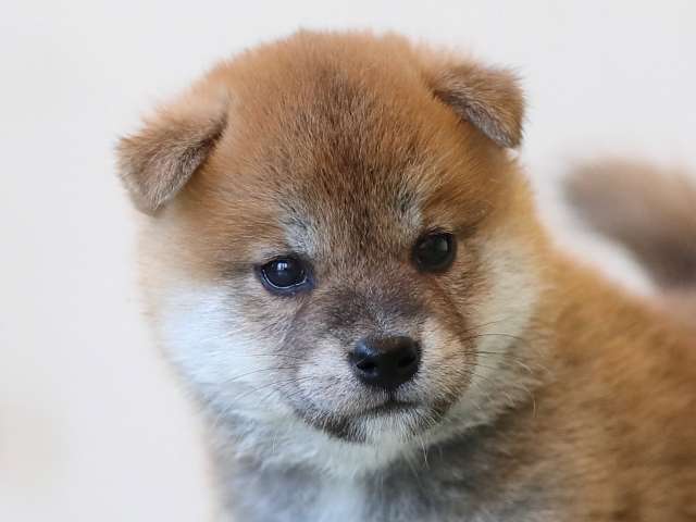 AI5I3138-3402puppy AI5I3138-3402puppy