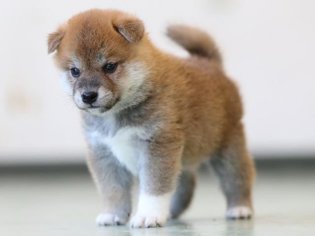 AI5I3142-3402puppy AI5I3142-3402puppy