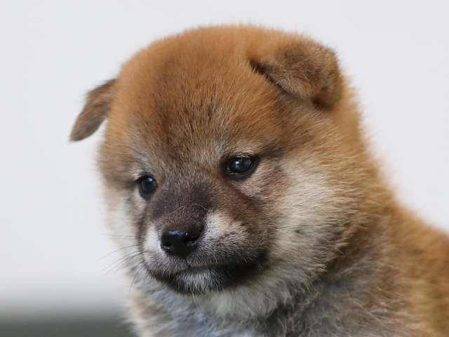 AI5I3180-3403puppy AI5I3180-3403puppy