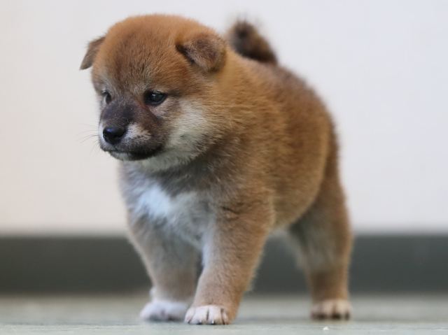 AI5I3205-3403puppy AI5I3205-3403puppy