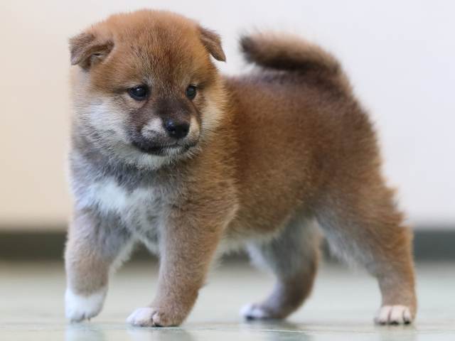 AI5I3234-3403puppy AI5I3234-3403puppy