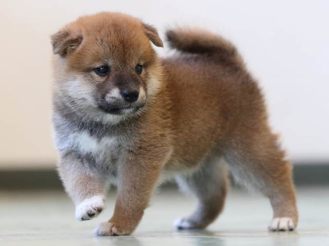 AI5I3235-3403puppy AI5I3235-3403puppy