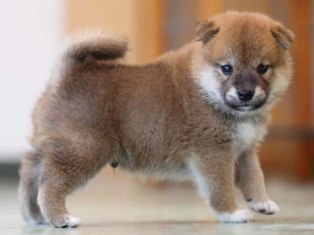 AI5I3249-3403puppy AI5I3249-3403puppy
