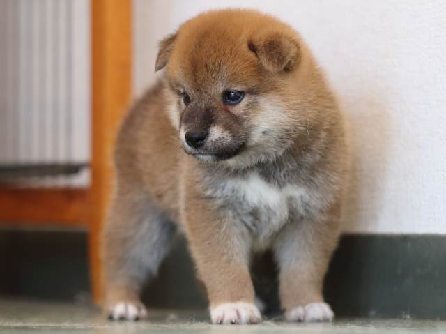AI5I3276-3403puppy AI5I3276-3403puppy