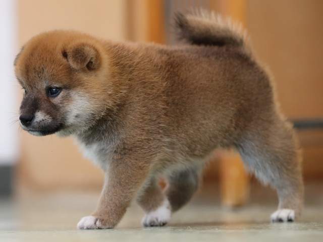 AI5I3287-3403puppy AI5I3287-3403puppy