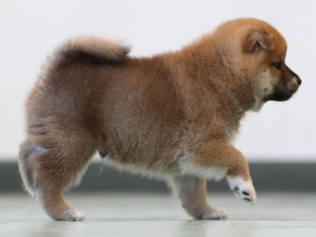 AI5I3342-3403puppy AI5I3342-3403puppy
