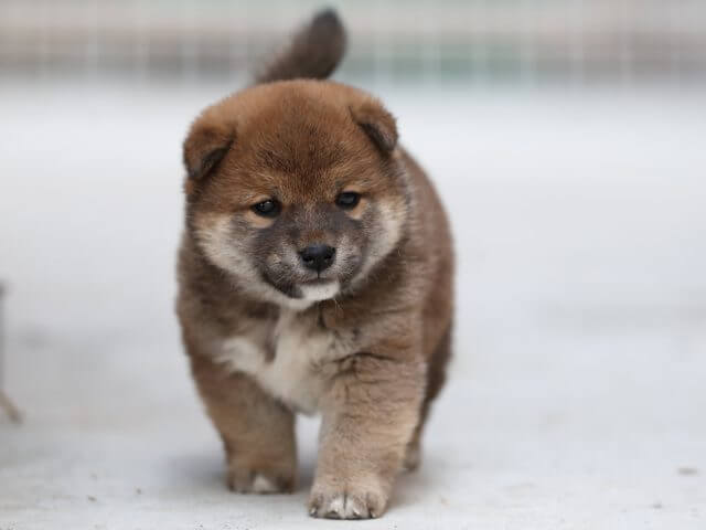 AI5I3870-3381puppy AI5I3870-3381puppy