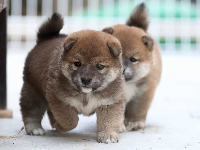 AI5I3886-3381puppy AI5I3886-3381puppy