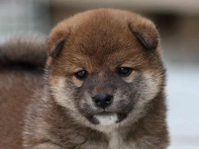AI5I3968-3381puppy AI5I3968-3381puppy