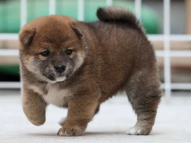 AI5I3996-3381puppy AI5I3996-3381puppy