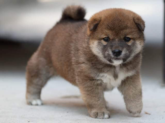 AI5I4010-3381puppy AI5I4010-3381puppy