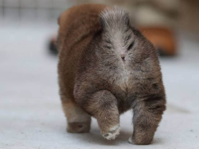 AI5I4040-3381puppy AI5I4040-3381puppy