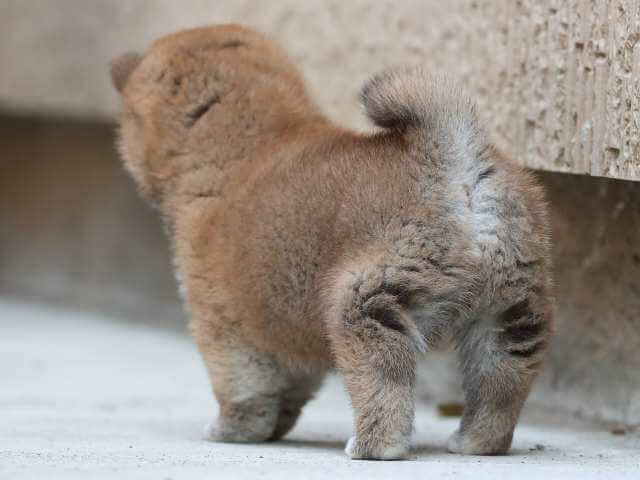 AI5I4092-3382puppy AI5I4092-3382puppy