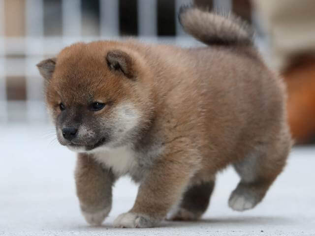 AI5I4107-3382puppy AI5I4107-3382puppy