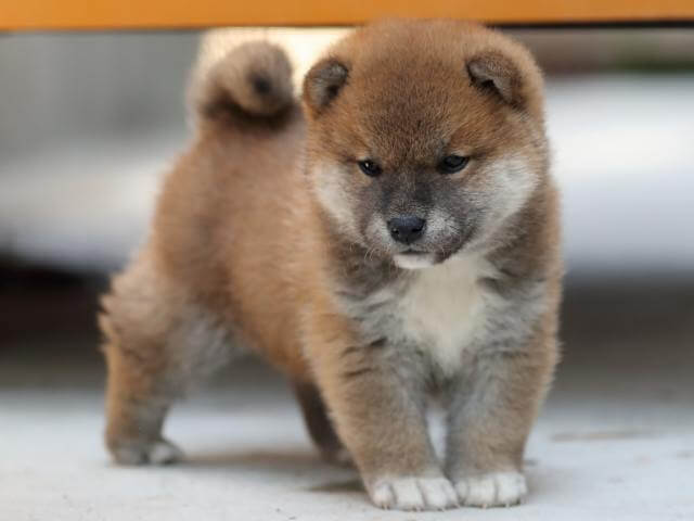 AI5I4140-3382puppy AI5I4140-3382puppy