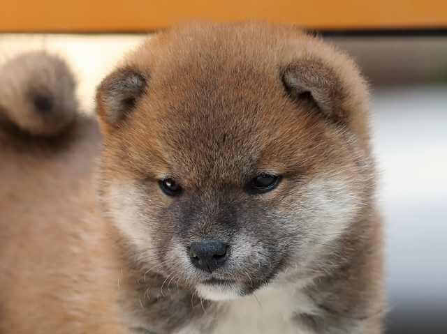 AI5I4144-3382puppy AI5I4144-3382puppy
