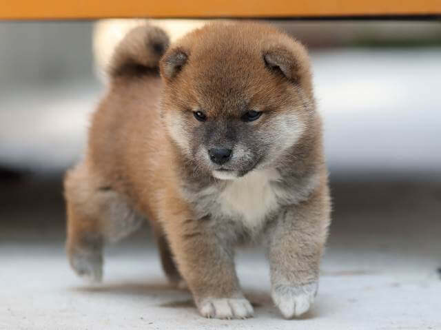 AI5I4147-3382puppy AI5I4147-3382puppy