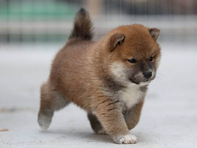AI5I4208-3382puppy AI5I4208-3382puppy