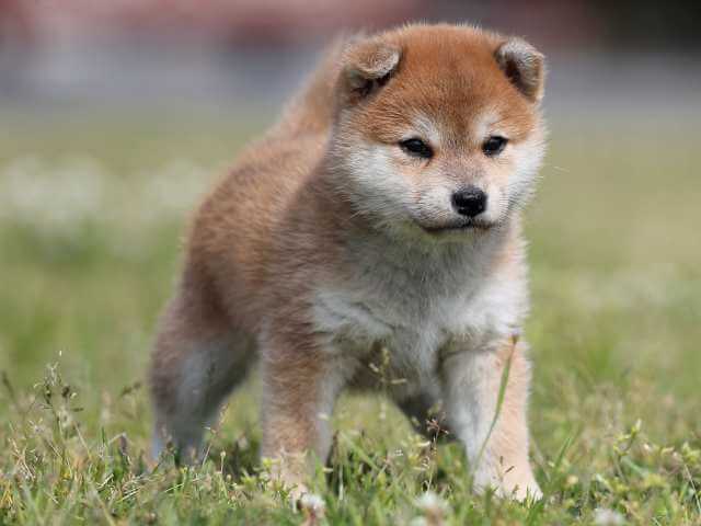 AI5I7093-3391puppy AI5I7093-3391puppy