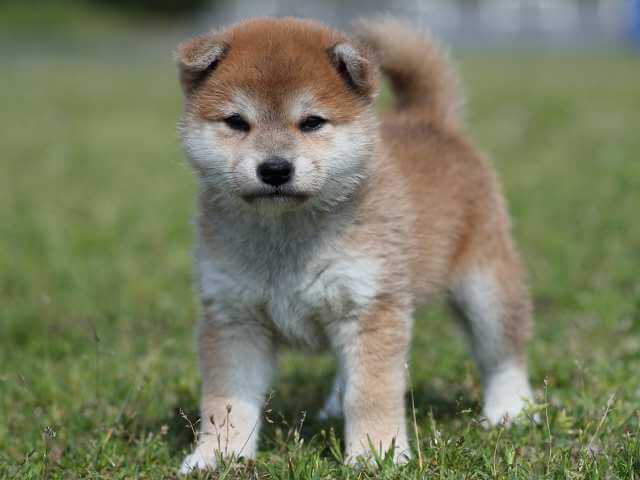 AI5I7133-3391puppy AI5I7133-3391puppy