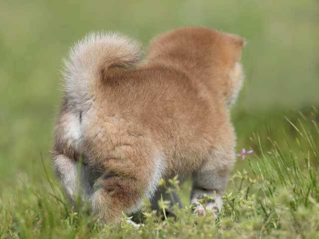 AI5I7199-3391puppy AI5I7199-3391puppy