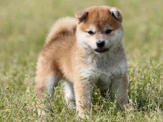 AI5I7213-3391puppy AI5I7213-3391puppy