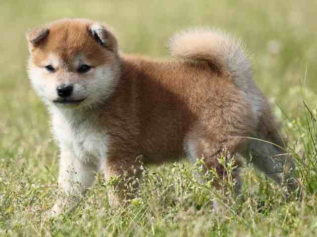 AI5I7231-3391puppy AI5I7231-3391puppy
