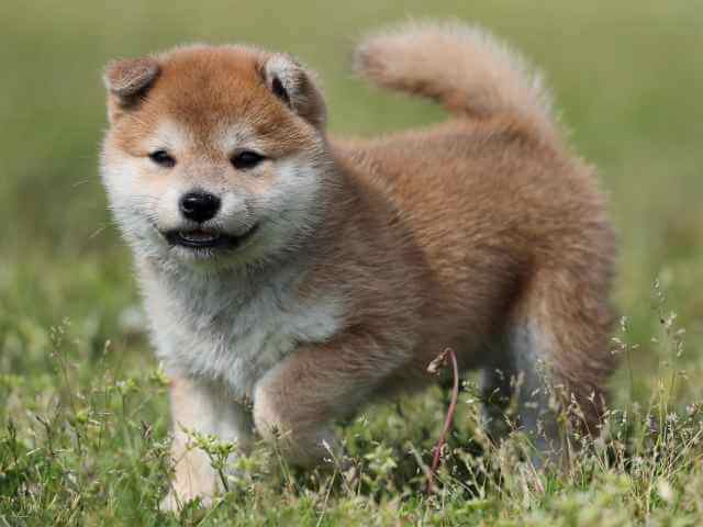 AI5I7250-3391puppy AI5I7250-3391puppy