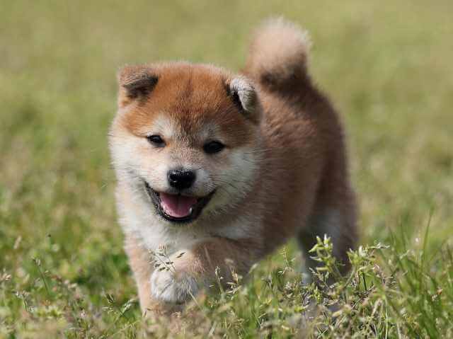 AI5I7277-3391puppy AI5I7277-3391puppy