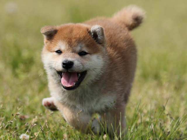 AI5I7293-3391puppy AI5I7293-3391puppy