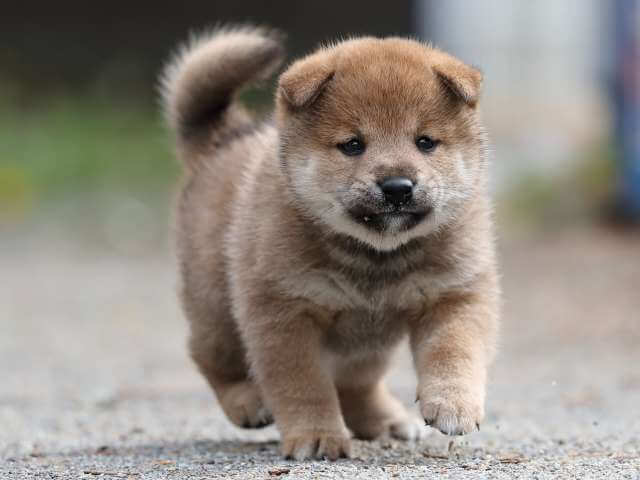 AI5I8980-3392puppy AI5I8980-3392puppy