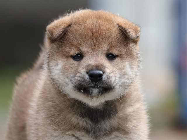 AI5I8993-3392puppy AI5I8993-3392puppy