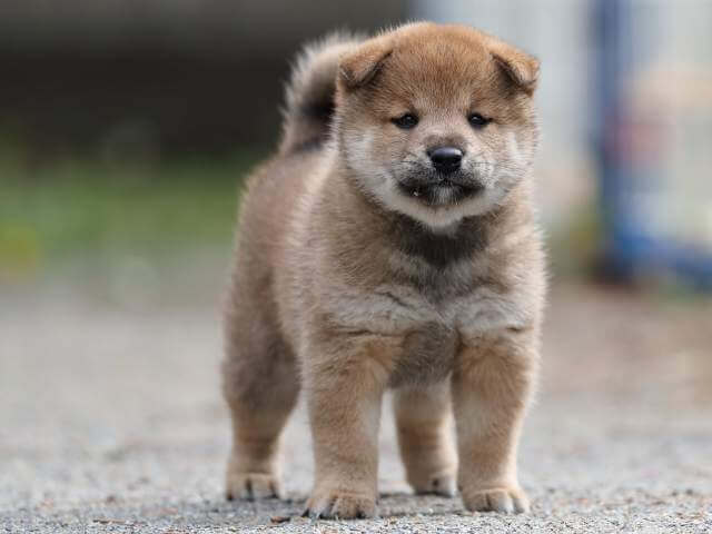 AI5I8997-3392puppy AI5I8997-3392puppy