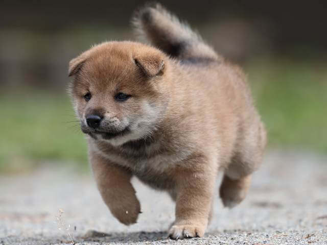 AI5I9027-3392puppy AI5I9027-3392puppy