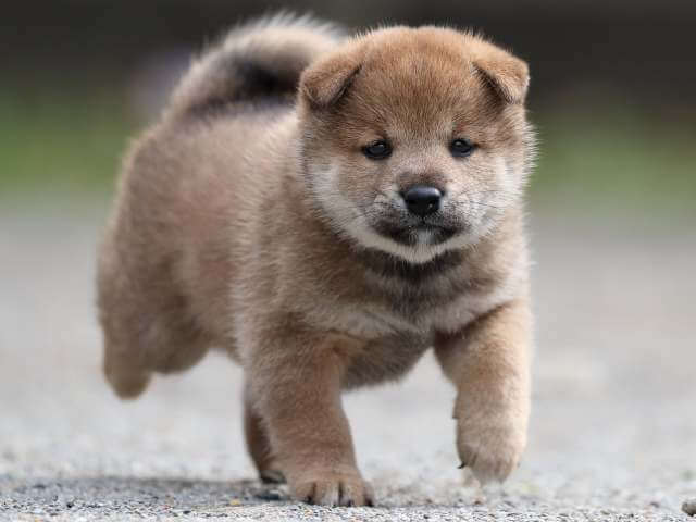 AI5I9086-3392puppy AI5I9086-3392puppy