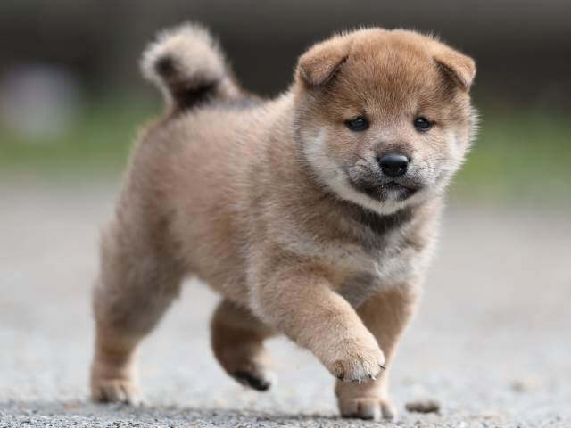 AI5I9089-3392puppy AI5I9089-3392puppy
