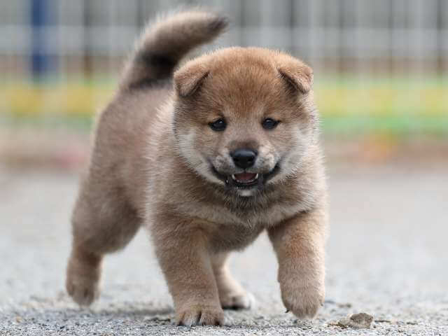 AI5I9112-3392puppy AI5I9112-3392puppy