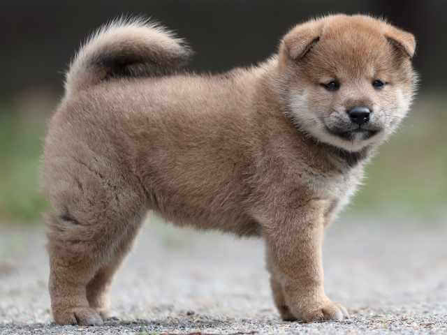 AI5I9160-3392puppy AI5I9160-3392puppy