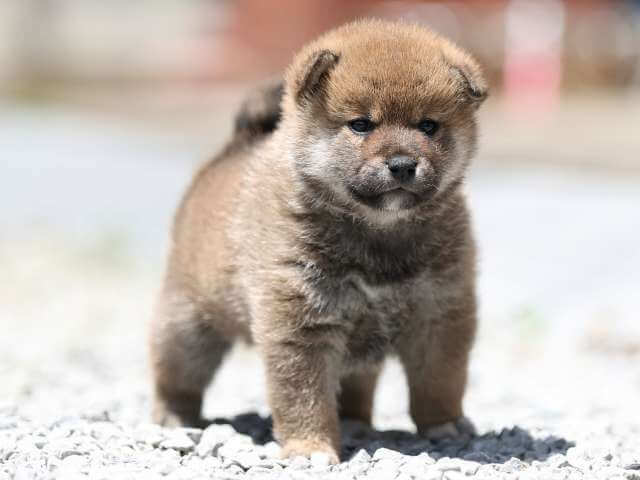 AI5I9226-3393puppy AI5I9226-3393puppy