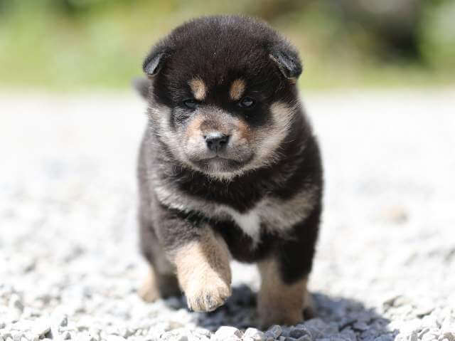 AI5I9279-3394puppy AI5I9279-3394puppy