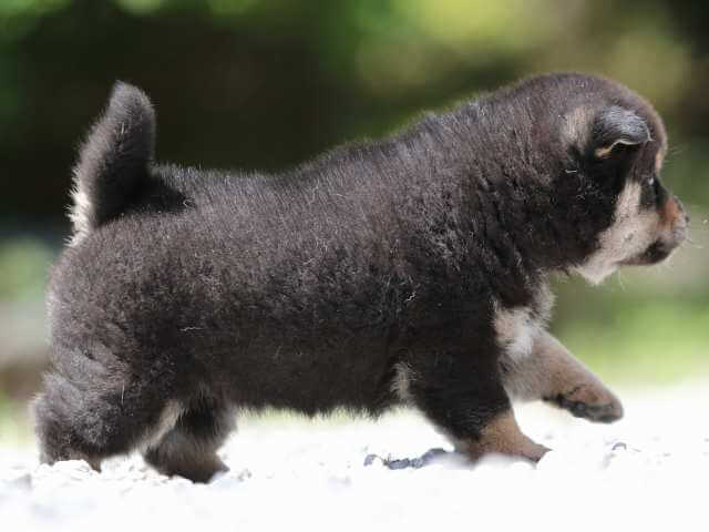 AI5I9298-3394puppy AI5I9298-3394puppy