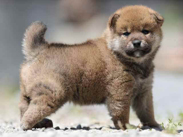 AI5I9317-3393puppy AI5I9317-3393puppy
