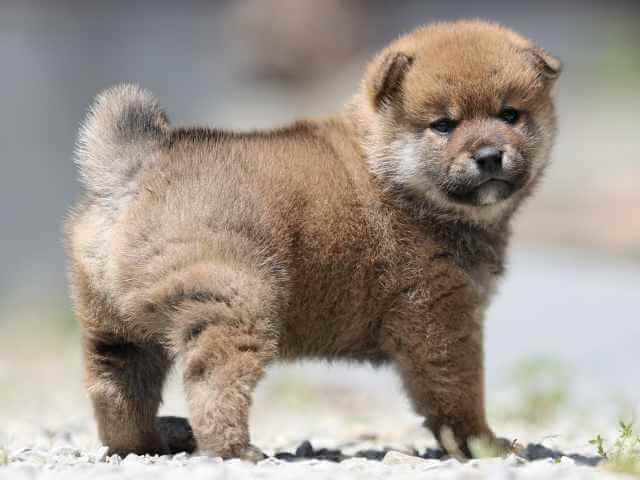 AI5I9325-3393puppy AI5I9325-3393puppy