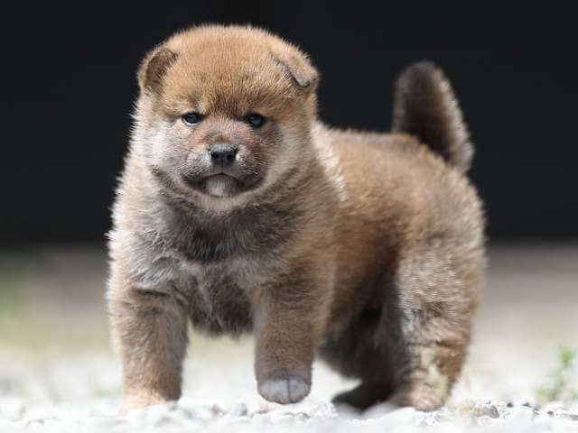 AI5I9335-3393puppy AI5I9335-3393puppy