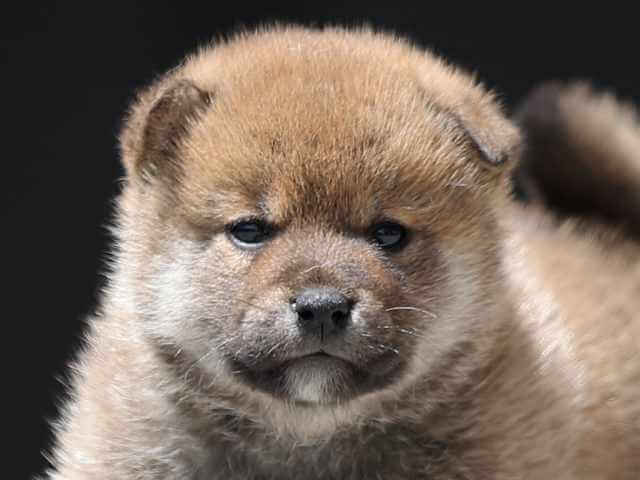 AI5I9340-3393puppy AI5I9340-3393puppy