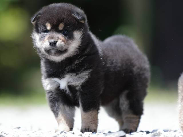 AI5I9396-3394puppy AI5I9396-3394puppy
