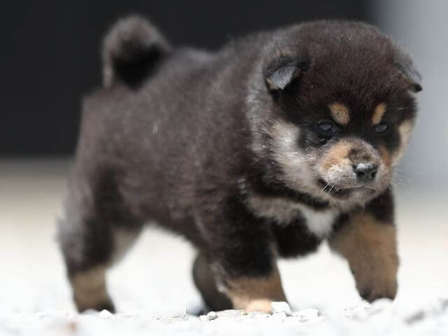 AI5I9432-3394puppy AI5I9432-3394puppy
