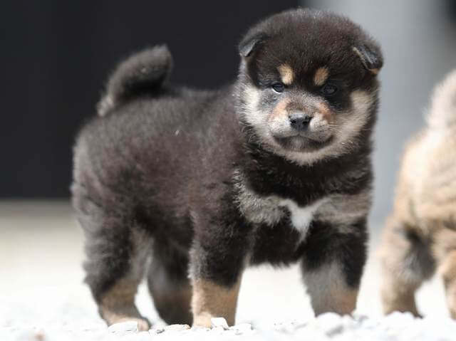 AI5I9435-3394puppy AI5I9435-3394puppy